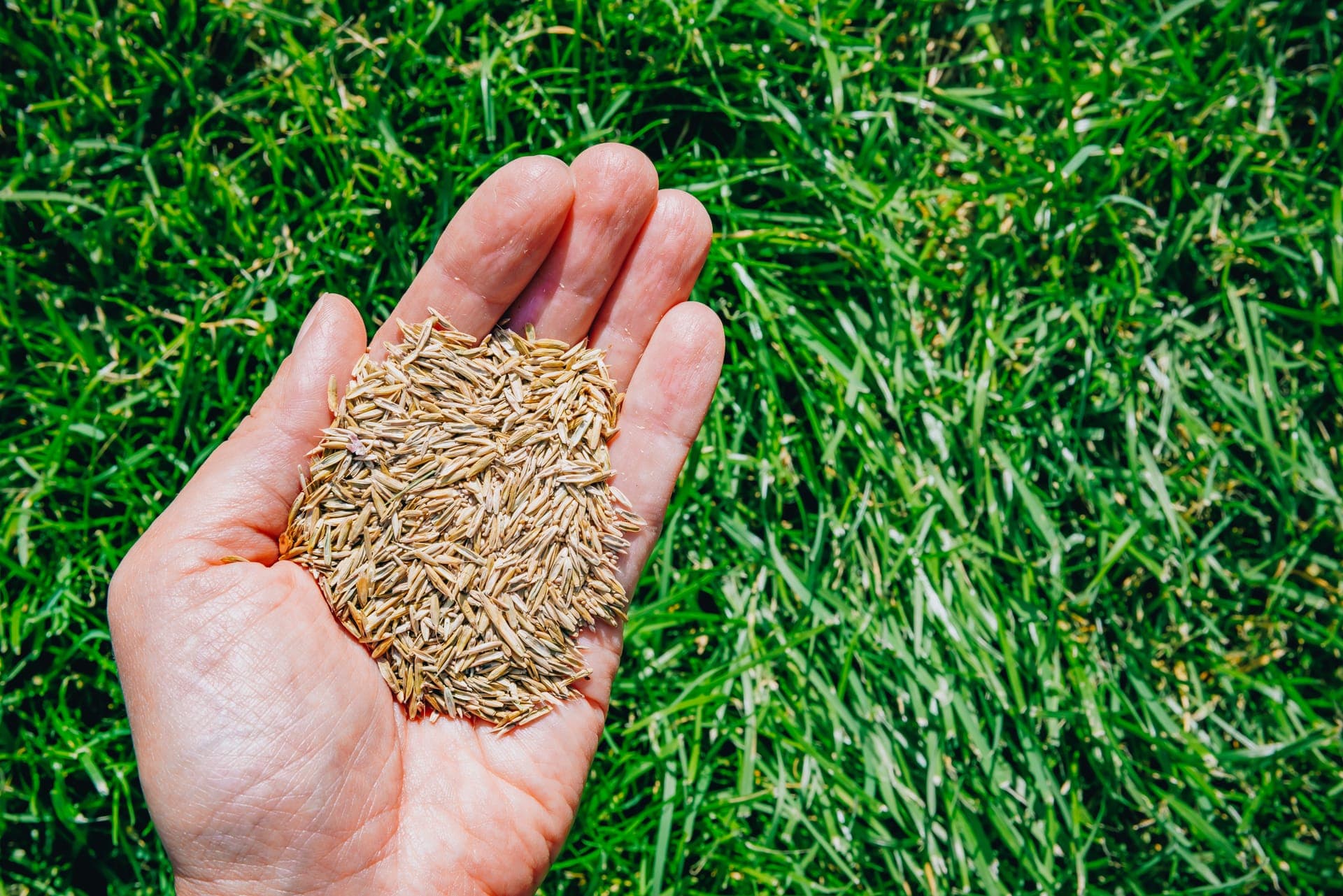 Hand holding a fistful of grass seed above a green lawn