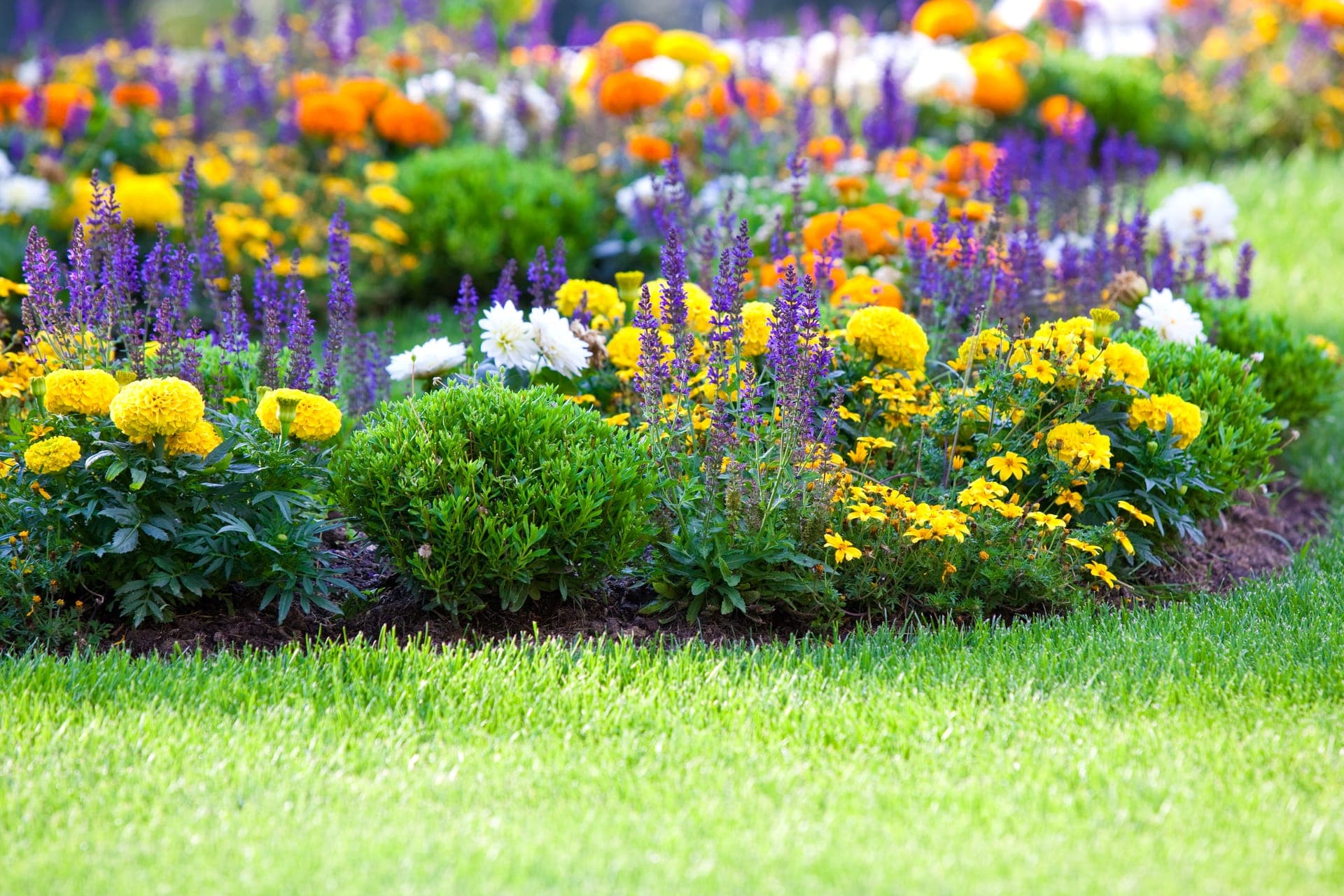 Flower bed of yellow marigolds, purple salvia and clipped boxwood balls, cleanly edged against the lawn