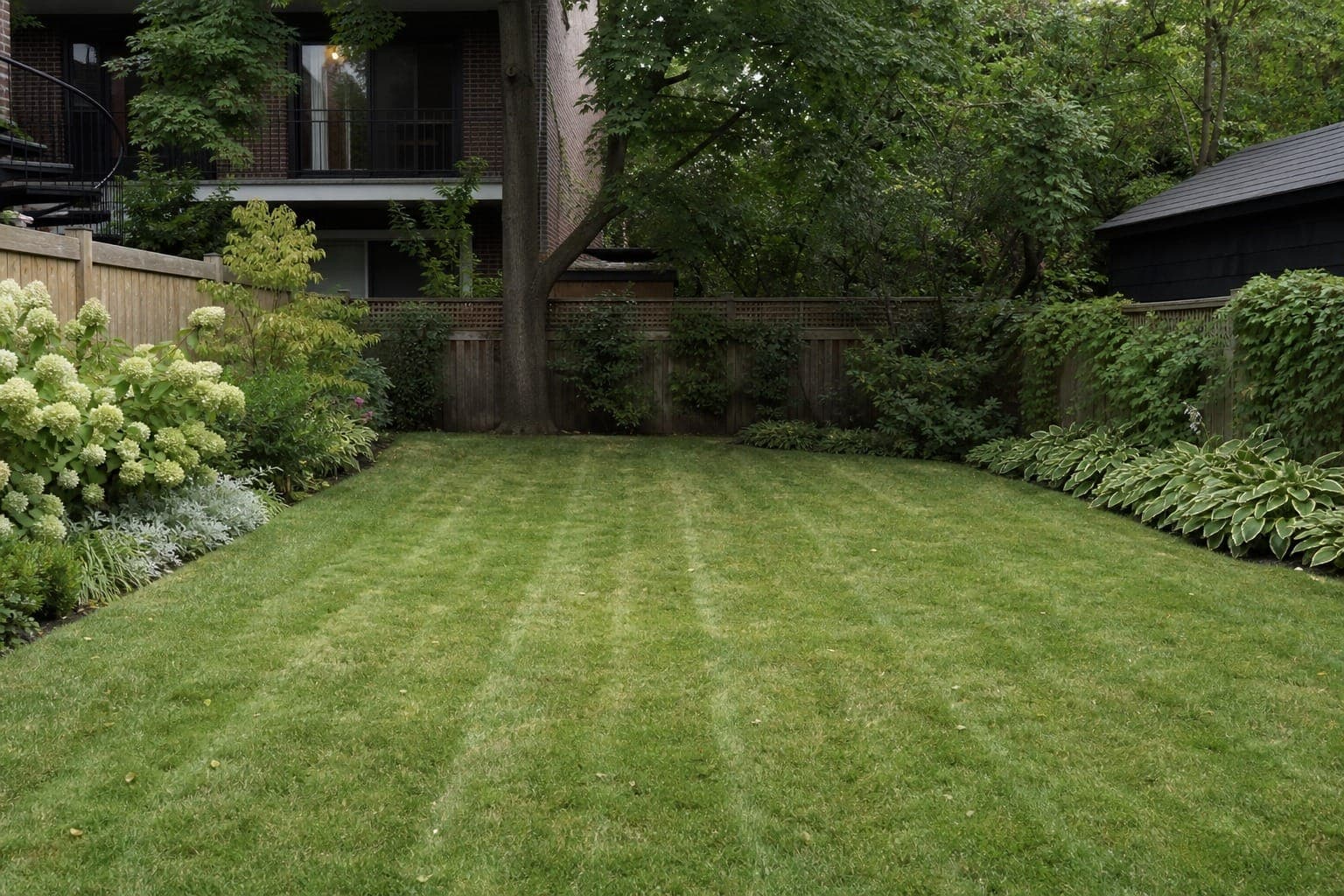 Freshly mown backyard lawn with visible mowing stripes, edged with white hydrangeas and a wooden fence