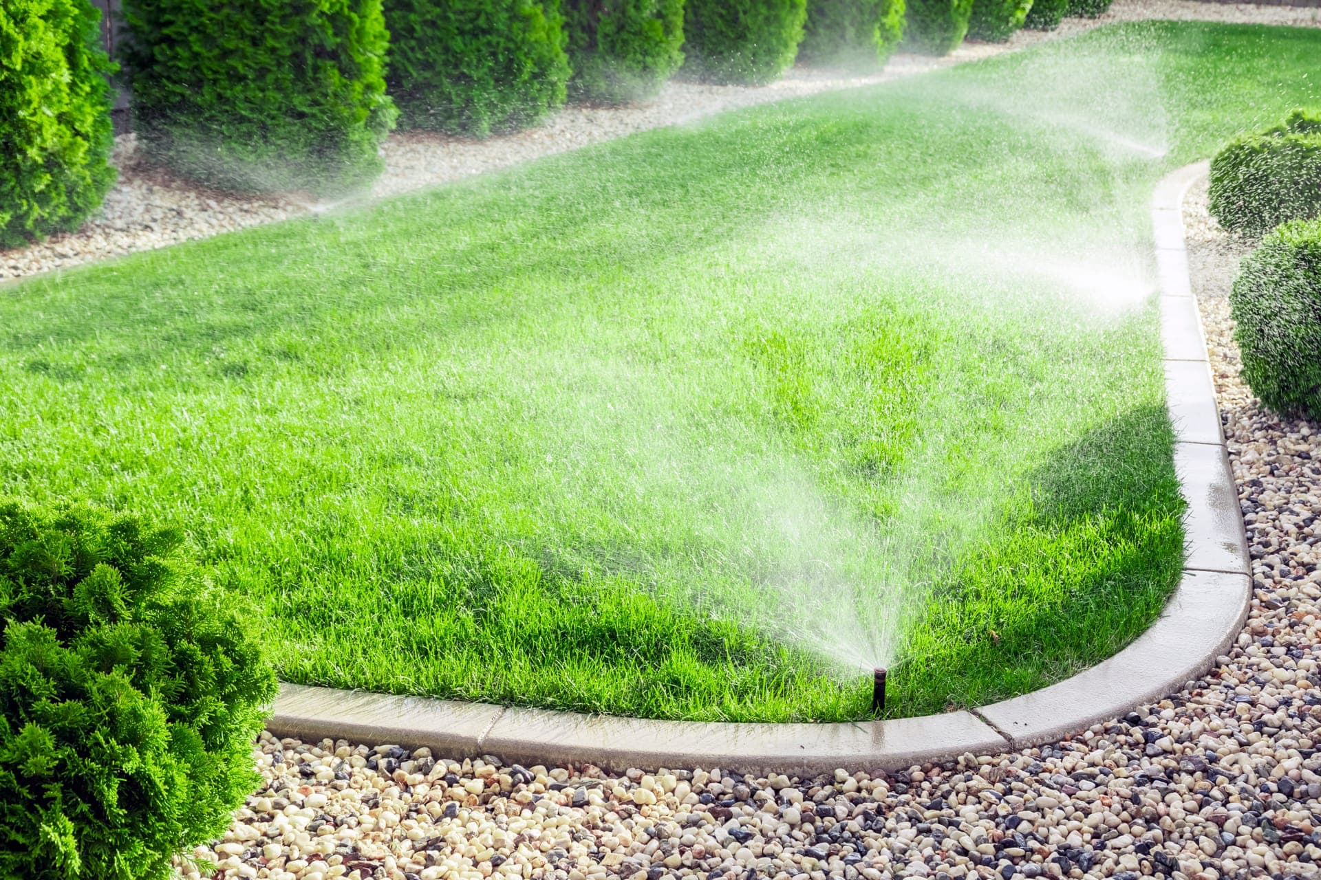 Pop-up sprinklers running on a lawn edged with cedars and a gravel border