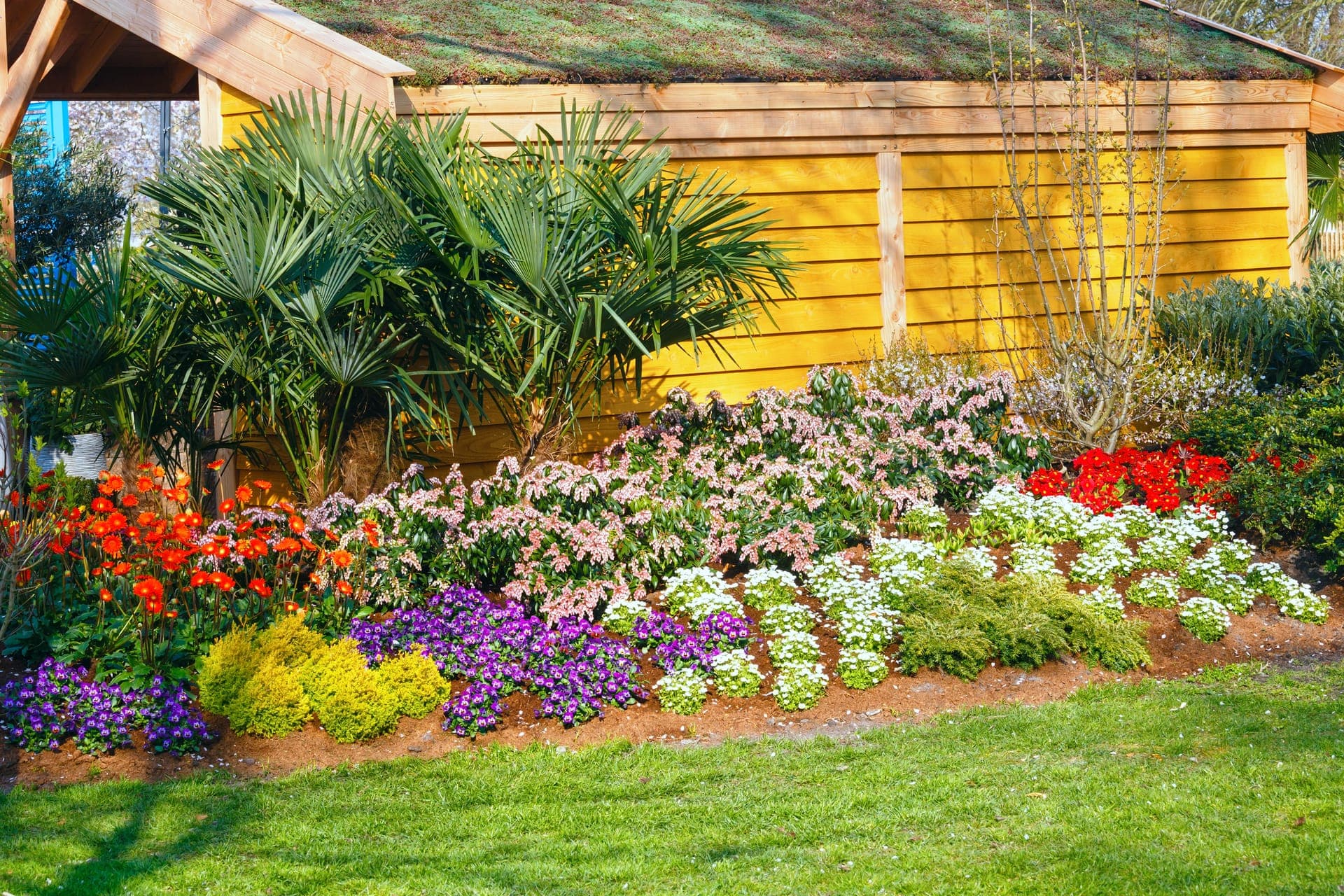 Newly planted bed of palms, perennials and colourful annuals in front of a yellow garden shed