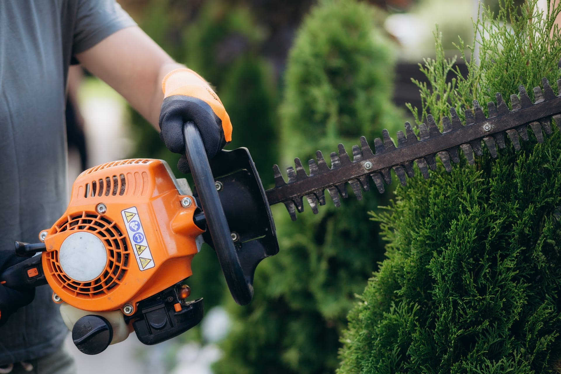 Trimming a cedar hedge with a petrol hedge trimmer, gloved hands on the grip