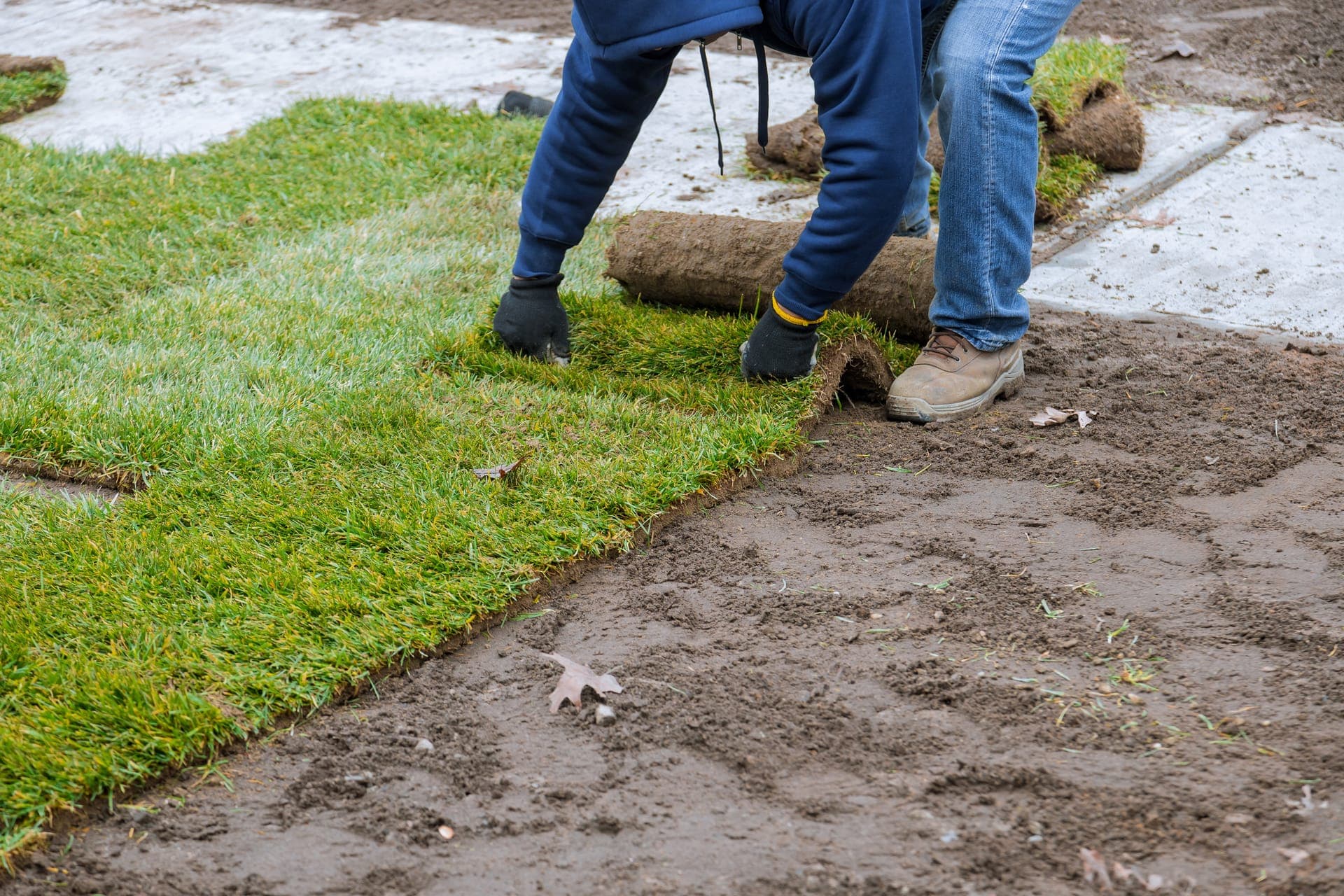 Laying rolls of sod over prepared soil, one roll partly unrolled
